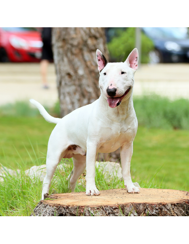 Fraser Essentials Classic white shampoo