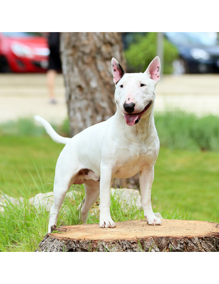 Fraser Essentials Classic white shampoo