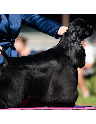 Fraser Essentials Shine Bright conditioner