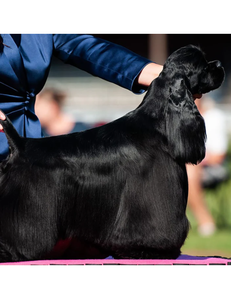 Fraser Essentials Shine Bright conditioner